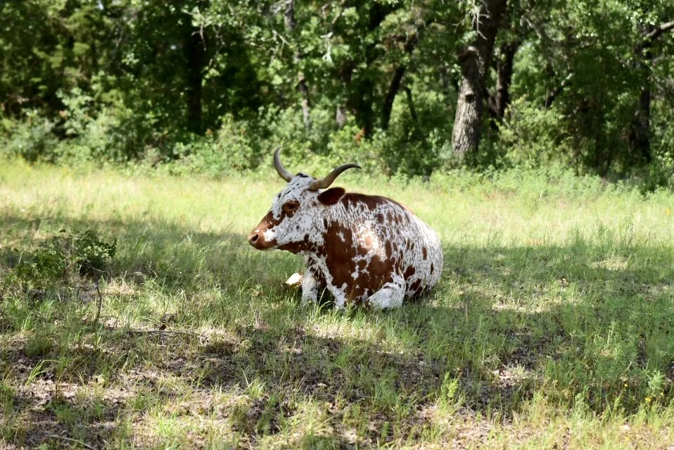 Reisefoto aus «Cowboy-Feeling Dallas» – Bild 2 von 40