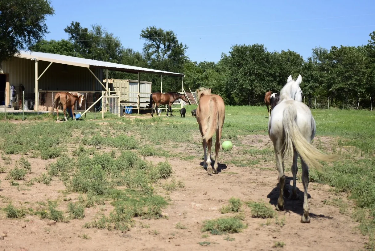 Reisefoto aus «Cowboy-Feeling Dallas» – Bild 6 von 40