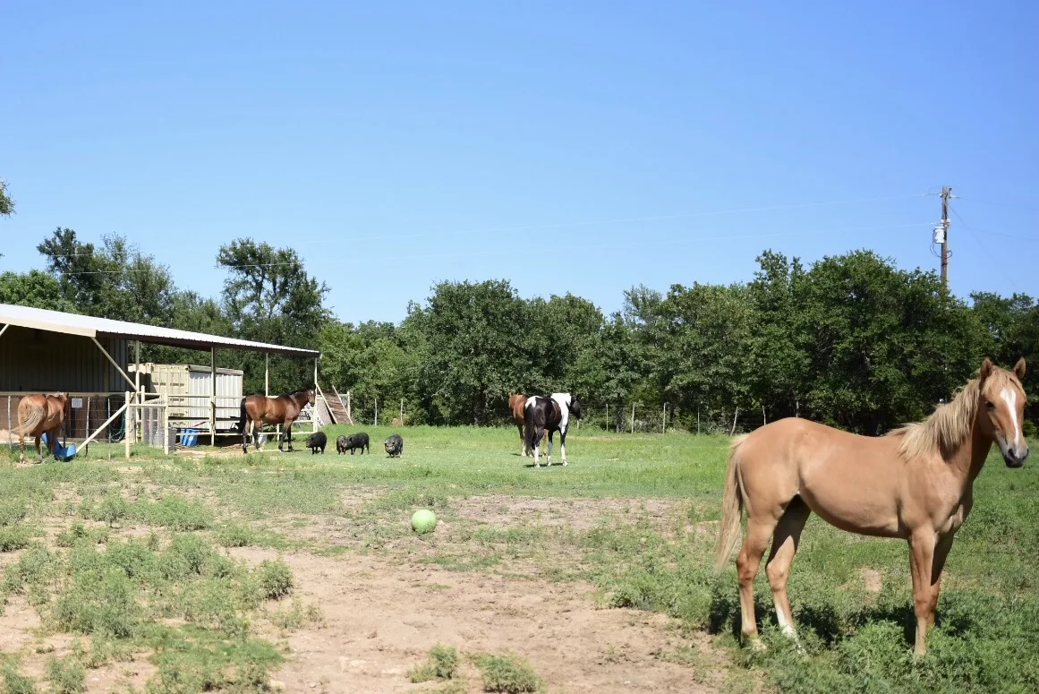 Reisefoto aus «Cowboy-Feeling Dallas» – Bild 5 von 40
