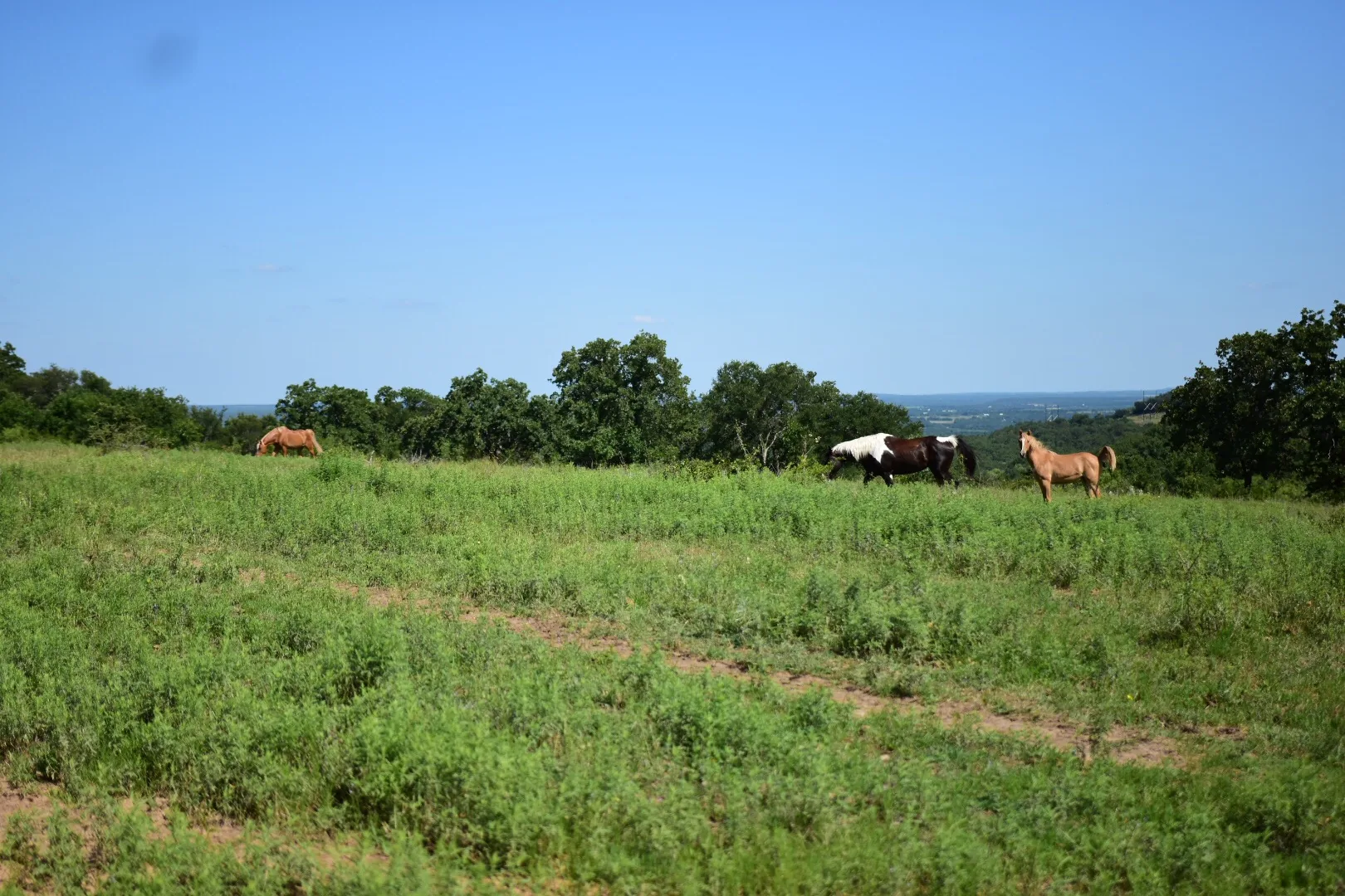 Reisefoto aus «Cowboy-Feeling Dallas» – Bild 7 von 40