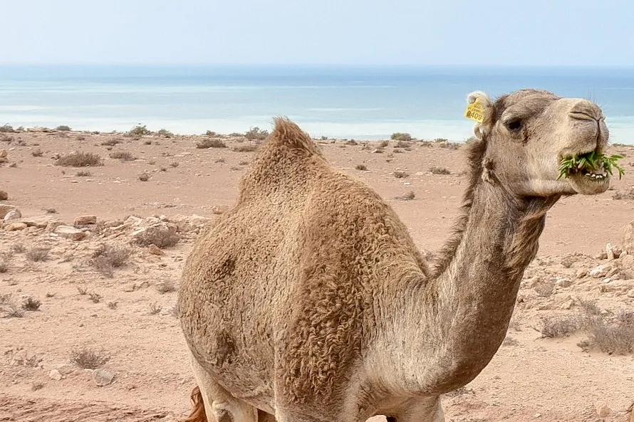 Reisefoto aus «19.01. - 21.01.18 Sanddünen der Westsahara und die Wüste Mauretaniens» – Bild 5 von 33