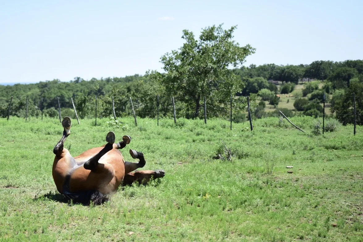 Reisefoto aus «Cowboy-Feeling Dallas» – Bild 8 von 40