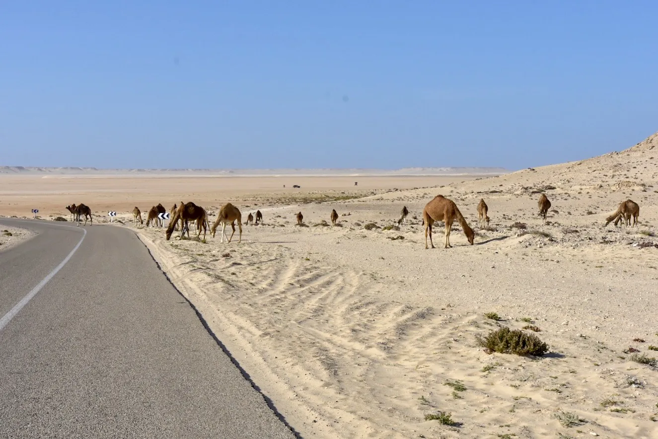Reisefoto aus «19.01. - 21.01.18 Sanddünen der Westsahara und die Wüste Mauretaniens» – Bild 2 von 33