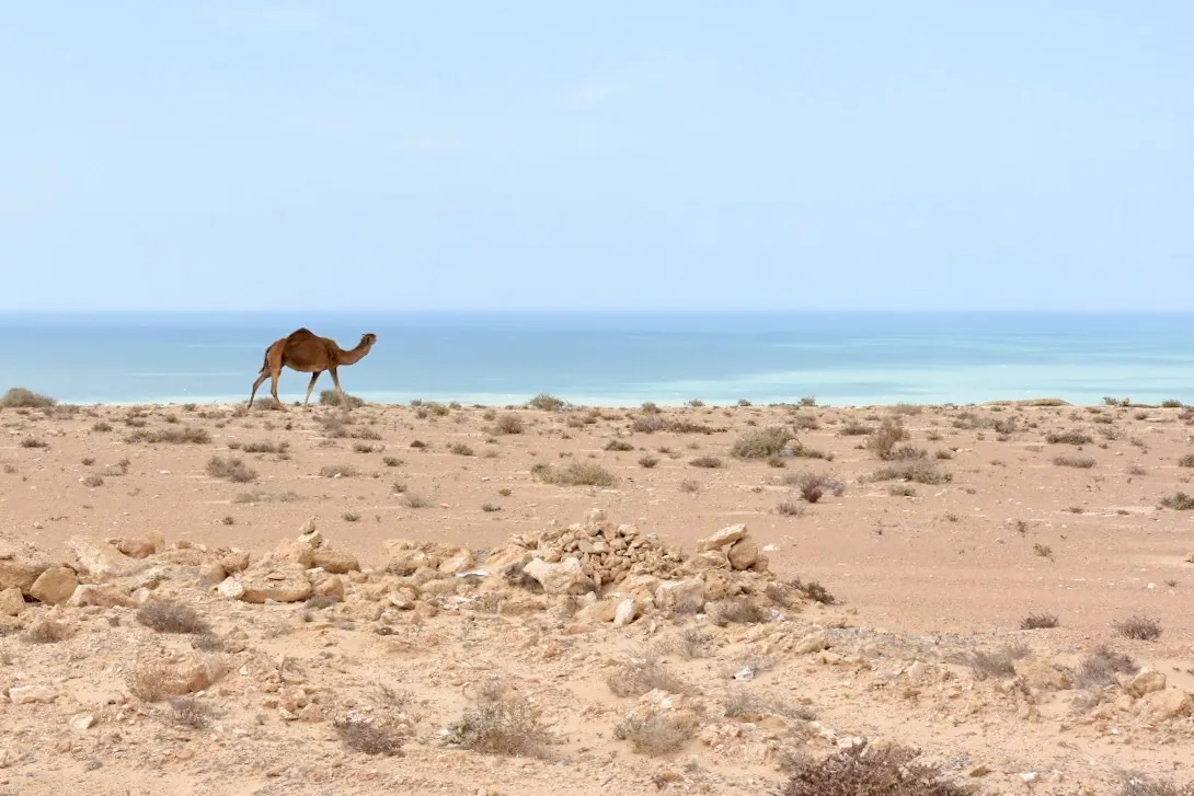 Reisefoto aus «19.01. - 21.01.18 Sanddünen der Westsahara und die Wüste Mauretaniens» – Bild 4 von 33